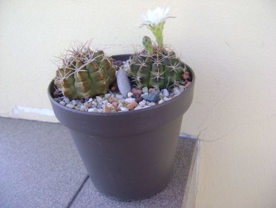 Gymnocalycium damsii v. tucavocense, 2 ex.