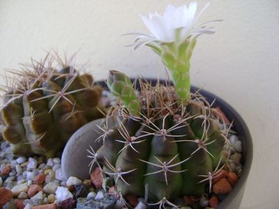 Gymnocalycium damsii v. tucavocense, 2 ex.