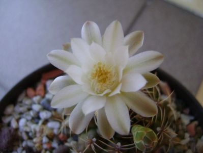 Gymnocalycium damsii v. tucavocense, 2 ex.