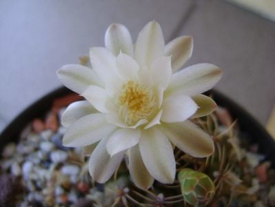 Gymnocalycium damsii v. tucavocense, 2 ex.