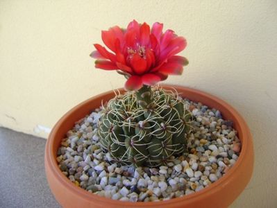 Gymnocalycium baldianum nr.1