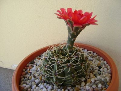 Gymnocalycium baldianum nr.1