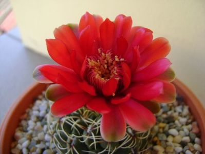 Gymnocalycium baldianum nr.1