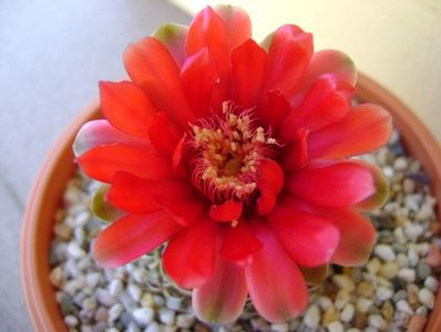 Gymnocalycium baldianum nr.1