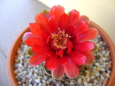 Gymnocalycium baldianum nr.1