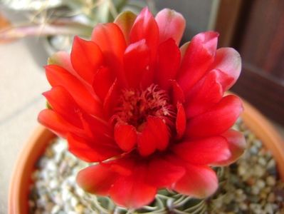 Gymnocalycium baldianum nr.1