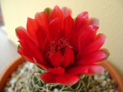 Gymnocalycium baldianum nr.1