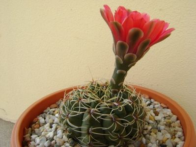 Gymnocalycium baldianum nr.1