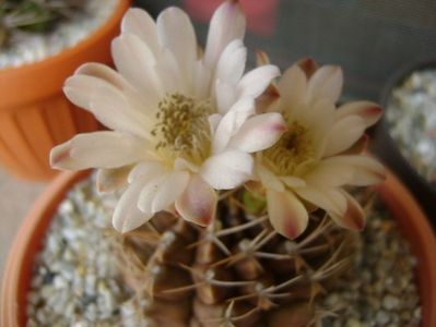 Gymnocalycium mihanovichii