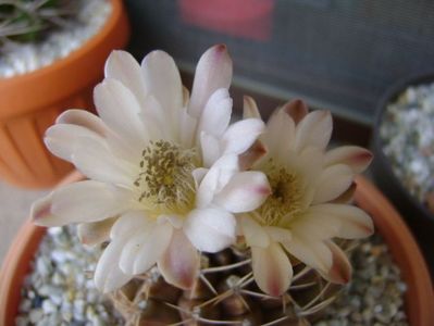 Gymnocalycium mihanovichii