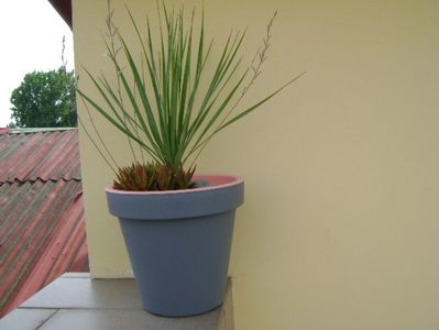 Yucca rostrata & Haworthia viscosa