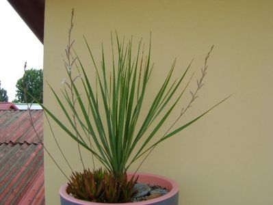 Yucca rostrata & Haworthia viscosa