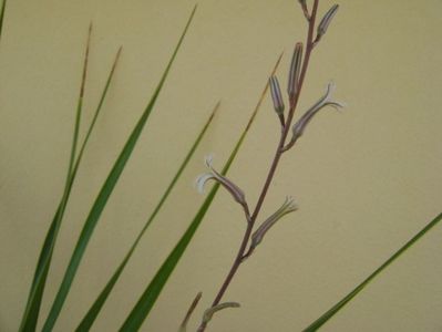 Yucca rostrata & Haworthia viscosa, detaliu