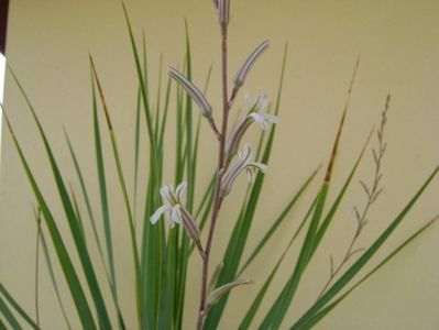 Yucca rostrata & Haworthia viscosa, detaliu