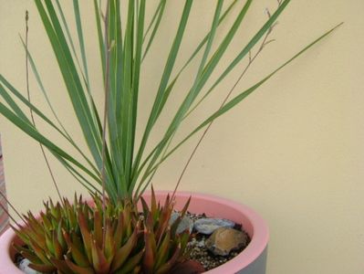 Yucca rostrata & Haworthia viscosa