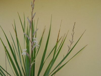 Yucca rostrata & Haworthia viscosa