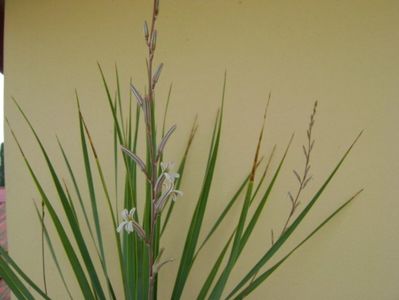 Yucca rostrata & Haworthia viscosa, detaliu