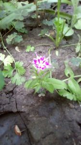 Phlox Twinkle star