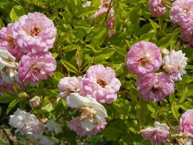 Pink Ghislaine de Feligonde