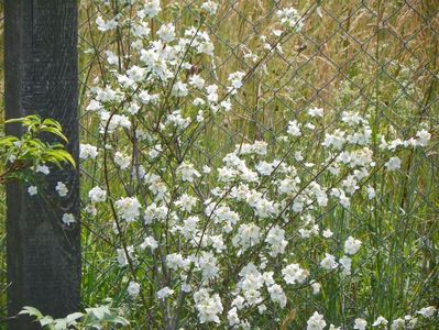 philadelphus Innocence