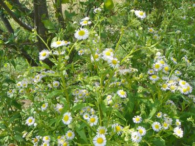 erigeron annuus