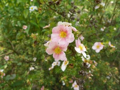 potentilla fruticosa Lovely Pink