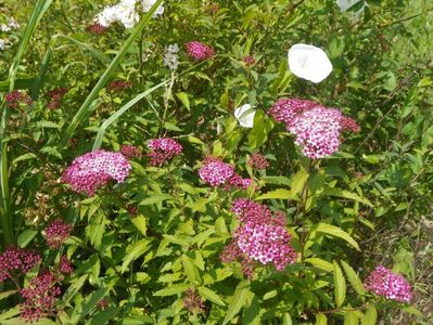 spiraea Crispa