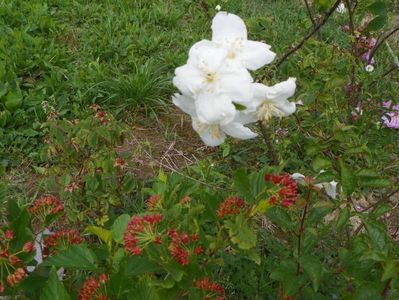 philadelphus Beauclerk