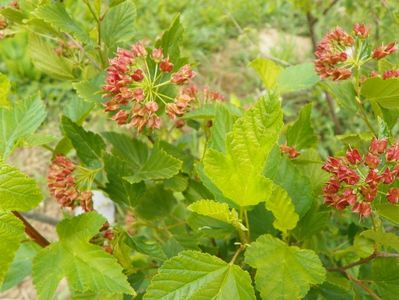 physocarpus luteus