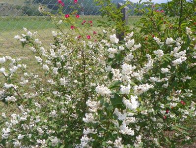 deutzia Codsall Pink