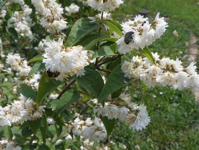 deutzia Codsall Pink