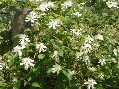 Clematis Summer Snow