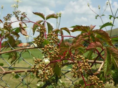 parthenocissus quinquefolia