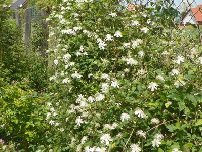 Clematis Summer Snow