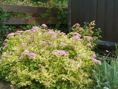 spiraea Gold Mound