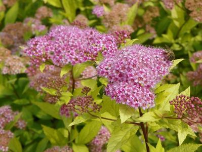 spiraea Gold Mound