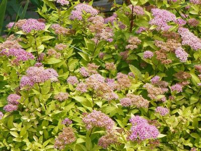 spiraea Gold Mound