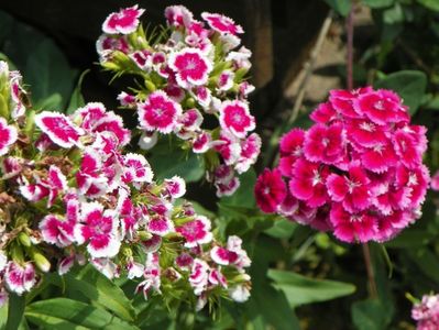 dianthus barbatus