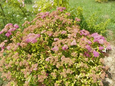 spiraea Magic Carpet