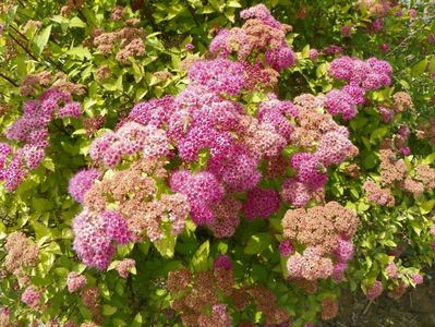 spiraea Magic Carpet