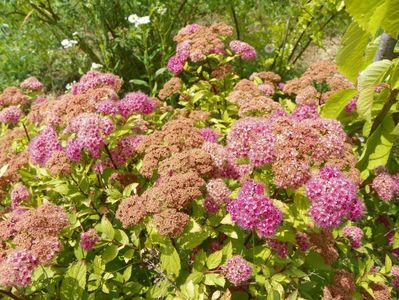 spiraea Magic Carpet