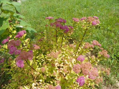 spiraea Firelight