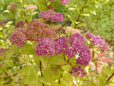 spiraea Firelight