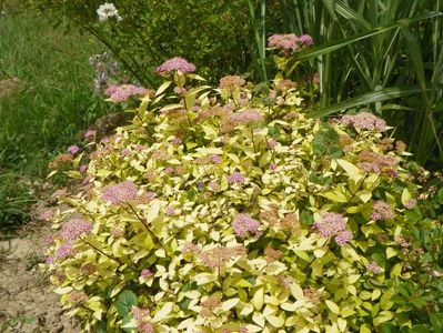 spiraea Golden Princess