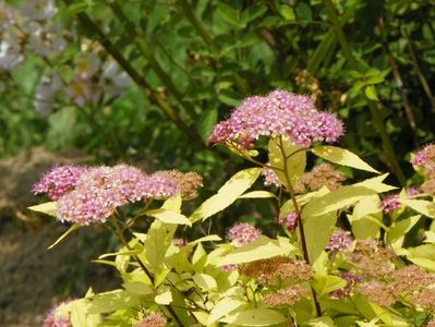 spiraea Golden Princess