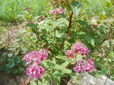 spiraea japonica Froebelii