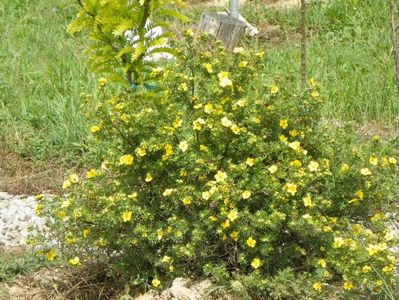 potentilla fruticosa Goldfinger