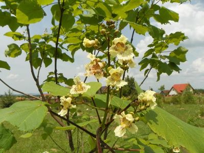 catalpa bungei