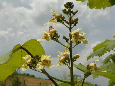 catalpa bungei