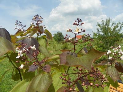 catalpa purpurea